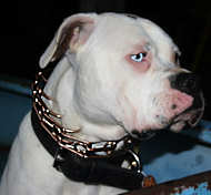 German Quality Curogan American Bulldog Pinch Collar