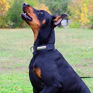 Leather Doberman Collar with Nickel Plated ID Tag