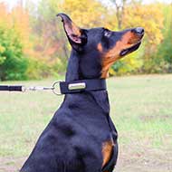 Durable Nylon Doberman Collar with Name Tag