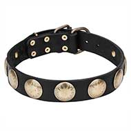 'Hip and Edgy' Dog Collar with Brass Stellar Circles