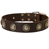Stylish Leather Dog Collar with Silver Conchos