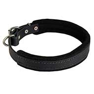Felt Padded Leather Dog Collar for Training