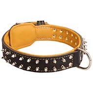 studded dog collar