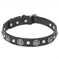 "Shiny Charm" 1 1/5 inch (30 mm) wide Dog Collar with Chrome Conchos and Half-Ball Studs
