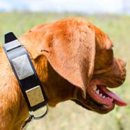 Leather Mastiff Collar With Vintage Massive Plates