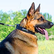 Leather German Shepherd Collar with Steel Nickel Plated ID Tag