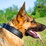 Leather German Shepherd Collar Padded with Thick Felt for Walking and Training