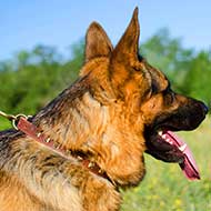 Super Slim Leather German Shepherd Collar With Brass Studs