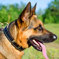 Royal Nappa Padded Leather German Shepherd Collar