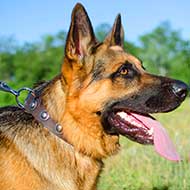 Stylish Leather German Shepherd Collar with Silver Conchos
