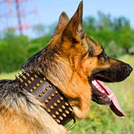 Wide Leather German Shepherd Collar with 5 Rows of Spikes