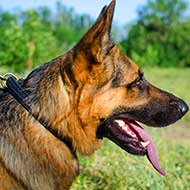 Classy Leather German Shepherd Collar with Neat Braiding