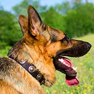 Walking Nylon German Shepherd Collar with Silver Conchos