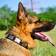 Nylon German Shepherd Collar With Vintage Massive Silver Color Plates