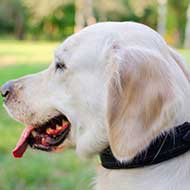 Felt Padded Leather Golden Retriever Collar for Training