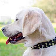 Studded Leather Golden Retriever Collar For Everyday Use