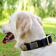 Nylon Golden Retriever Collar With Vintage Massive Nickel Plates