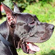 Classic Design Thin Leather Great Dane Collar