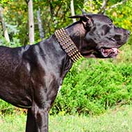 Wide Leather Great Dane Collar with 5 Rows of Spikes