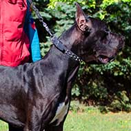 Decorated Leather Great Dane Collar with Nickel Plated Studs