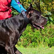 Classic Design Wide Leather Great Dane Collar