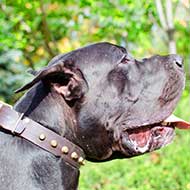 Amazing Design Leather Great Dane Collar with Brass Pyramids