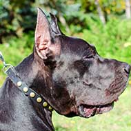 Elegant Leather Great Dane Collar Decorated with Brass Circles