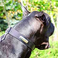 Everyday Nylon Great Dane Collar with Identification Tag