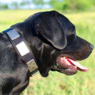Nylon Labrador Collar With Vintage Massive Plates