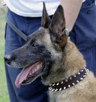 Brown Leather Belgian Malinois Collar with 2 Rows of Spikes