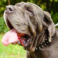 Spiked Leather Mastiff Collar