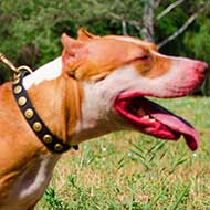 Leather Pitbull Collar Decorated With Brass Circles