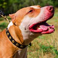 Gorgeous Leather Pitbull Collar With Doted Circles