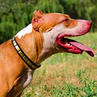 Elegant Leather Pitbull Collar with Small Brass Plates