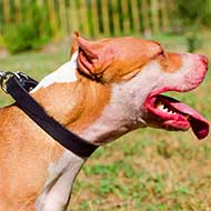 Classic Design Thin Leather Pitbull Collar