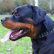 Leather Rottweiler Collar with Brass Studs and Nickel Plated Spikes Leather Rottweiler Collar with Brass Studs and Nickel Plated Spikes