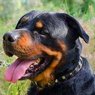 Plated Leather Rottweiler Collar for Walking and Training