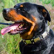 Leather Rottweiler Collar with Nickel Plates and Pyramids
