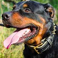 Nappa Padded Leather Rottweiler Collar with Brass Spikes Nappa Padded Leather Rottweiler Collar with Brass Spikes