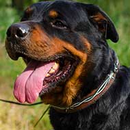 Leather Rottweiler Collar With Barbed Wire Painting