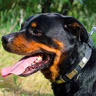 Designer Leather Rottweiler Collar with Large Nickel Plates Designer Leather Rottweiler Collar with Large Nickel Plates
