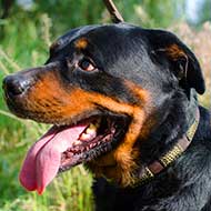 Vintage Looking Leather Rottweiler Collar with Brass Plates