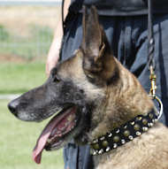 Black Designer Leather Belgian Malinois Collar with Spikes and Studs