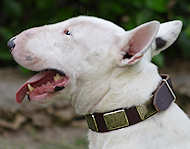 Leather Bull Terrier Collar With Vintage Brass Plates
