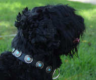Leather Black Russian Terrier Collar with Silver Plated Circles