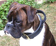 Two Ply Leather Boxer Collar With Handle for Close Control