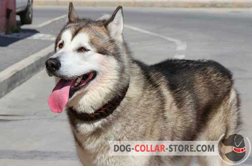 Leather Akita / Siberian Husky Choke Collar