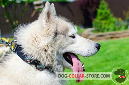 Leather Akita / Siberian Husky Collar Decorated With Silver Circles