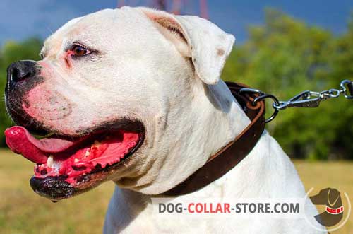 Classic Leather Dog Collar for American Bulldog Training