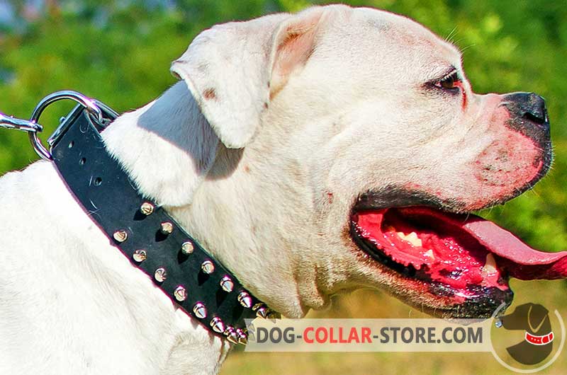 Get Spiked Leather Boxer Collar Designer American Bulldog Gear